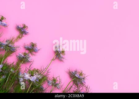 Oben Ansicht von blauen Feld Blumen auf weichem rosa Hintergrund mit Kopierraum Stockfoto
