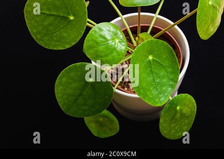 Chinesische Geldanlage (pilea peperomioides) bilden attraktive grüne Rosetten. Draufsicht auf die Pflanze auf dunklem Hintergrund. Stockfoto