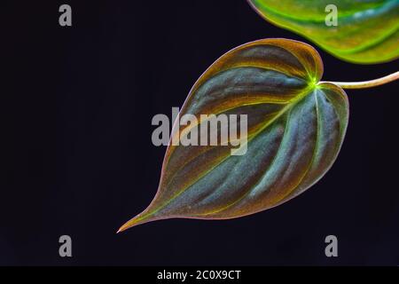 Nahaufnahme eines samtigen Blattes aus Philodendron skandelt Micans auf dunklem Hintergrund. Stockfoto