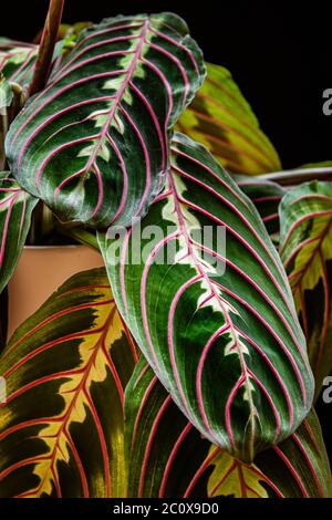 Nahaufnahme der Blätter einer Gebetspflanze (maranta leuconeura var erythroneura) auf dunklem Hintergrund. Stockfoto