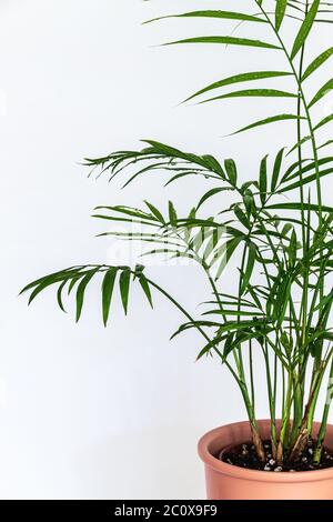 Nahaufnahme der zarten Federblätter einer kleinen Salonpalme (Chamaedorea elegans) auf weißem Hintergrund. Zarte Blätter gegen Whit Stockfoto