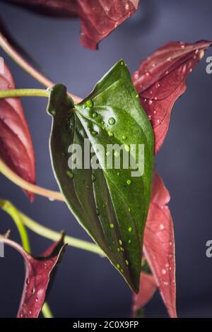 Syngonium erythrophyllum 'rote Pfeilspitze' Zimmerpflanze mit glänzenden Blättern und Wassertröpfchen auf dunklem Hintergrund. Stockfoto