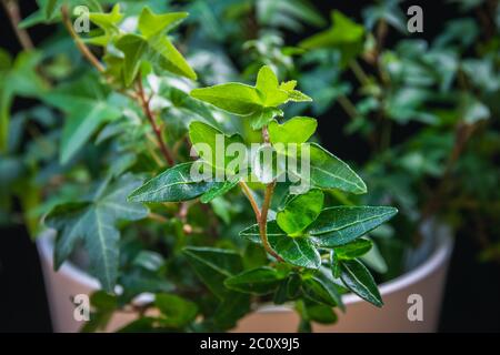 Englischer Efeu (hedera Helix), die Zimmerpflanze auf schwarzem Hintergrund. Soft-Fokus auf neues Wachstum auf einer dekorativen Zimmerpflanze in weißem Blumentopf. Stockfoto