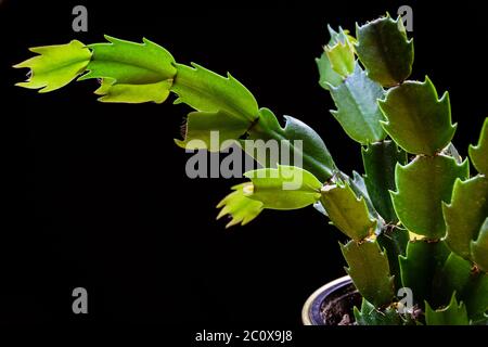 Nahaufnahme einer grünen weihnachts-Kaktus Schlumbergera truncata Zimmerpflanze. Einzigartige Zimmerpflanzen Detail. Stockfoto