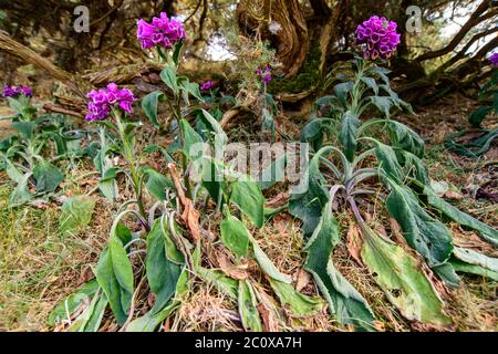 Ausgetrocknete Fuchshandschuhe auf trockenem Boden unter Ginster Stockfoto