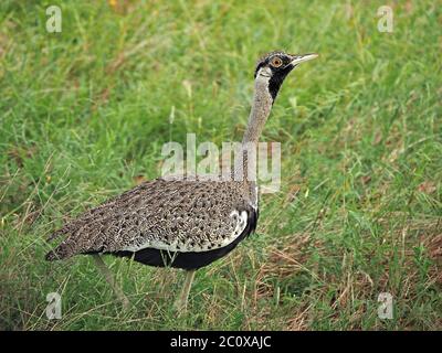 Erwachsener Rüde Hartlaub's Bustard (Eupodotis hartlaubii) mit ausgestrecktem Hals, der im Gras auf den Ebenen von Tsavo East N P, Kenia, Afrika, stachelte Stockfoto