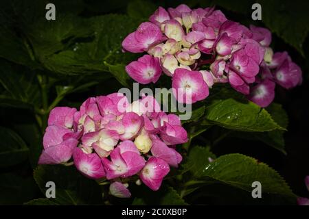 Gruppe von rosa und weißen Blumen genannt lantana auf grün Hintergrund wird verlassen Stockfoto