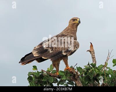 Unreifer Steppenadler (Aquila nipalensis) auf Busch in Tsavo East N P, Kenia, Afrika Stockfoto