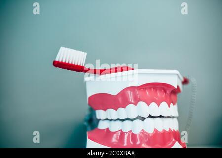 Modell des menschlichen Kiefers zur Demonstration von Zahnbürsttechniken Stockfoto
