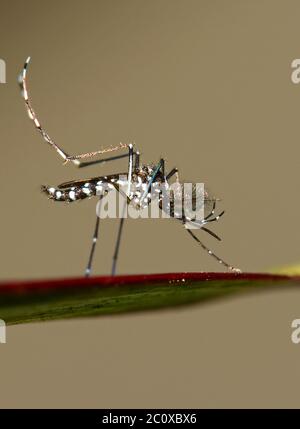 Asiatische Tiger-Mosquito, Aedes albopictus Stockfoto