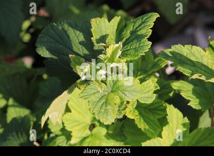 Mehltau auf den Blättern. Schwarze Johannisbeere Krankheit. Der Busch infizierte eine Pilzplasmopara viticola. Sonniger Abend Stockfoto