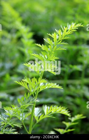 Grüne Blätter der wachsenden Karotte auf dem Hintergrund der Natur. Bio-Gemüse auf dem Bett im Freien. Sonniger Tag im heimischen Garten. Eine Blatt Karotte Stockfoto