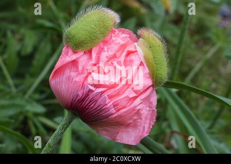 Nahaufnahme von faltigen Blütenblättern einer lachsrosa Mohnblüte, die aus ihrer Knospenhülle hervortritt Stockfoto