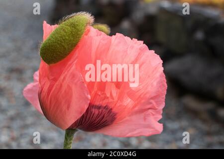 Nahaufnahme einer bunten lachsrosa Mohnblüte, die die zarten Details von Blütenblättern, Samenschote und Markierungen zeigt Stockfoto