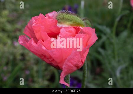 Nahaufnahme der faltigen Blütenblätter einer lachsrosa Mohnblüte, die aus ihrer Samenschote hervortritt Stockfoto