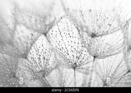 Abstrakte Makro Foto von Löwenzahn Samen mit Wassertropfen Stockfoto