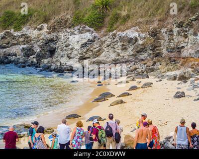 Maui Hawaii - Aug 2019: Ho'okipa Beach Park, bekannter Windsurf- und Surfort für Wind, große Wellen und große Schildkröten, die auf Sand trocknen. schnorchelparadis Stockfoto