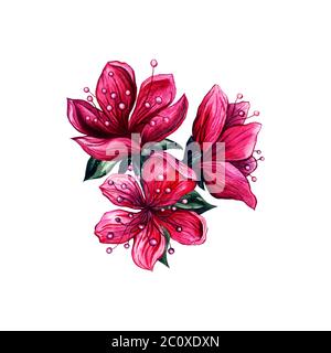 Pflaumenblüten Rosa Blumen, handgezeichnetes Aquarell asiatisches Vintage-Design. Isolierte japanische Pflaumen- oder chinesische Aprikosenblüten mit strukturierten Kronblättern und grünen Blättern, floraler Kunstdekoration Stock Vektor
