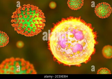 SARS-CoV-2 Viren und aktivierte Neutrophile, Illustration Stockfoto
