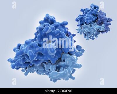 Tumornekrose-Faktor-Alpha (TNF-alpha), molekulares Modell. Dieses Protein existiert in der Regel als Trimer (ein Molekül, das aus 3 identischen kleineren Molekülen besteht). Es wird von weißen Blutkörperchen, meist Makrophagen, während entzündlichen Immunantworten freigesetzt und wirkt als Signalmolekül. Seine Freisetzung wird durch Verletzungen oder bakterielle Endotoxine ausgelöst. Eine ihrer Aktionen ist es, Tumorzellen zu töten, daher sein Name. TNF-alpha ist auch an einer Reihe von entzündlichen Erkrankungen beteiligt, darunter rheumatoide Arthritis, Psoriasis und Morbus Crohn. Stockfoto