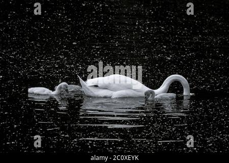 Schwarz-Weiß-Foto der Höckerschwan Familie mit Cygnets schwimmen im Teich mit Pollen im dunklen Wasser Stockfoto