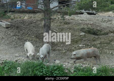 Drei Schweine suchen nach etwas unter einem Baum zu essen Stockfoto