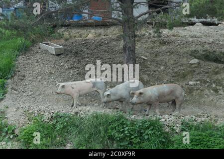 Drei Schweine suchen nach etwas unter einem Baum zu essen Stockfoto