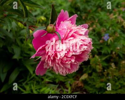 Schöne rosa Pfingstrose Blüte mit Regentropfen in einem Garten, Sorte Paeonia lactiflora Sarah Bernhardt Stockfoto