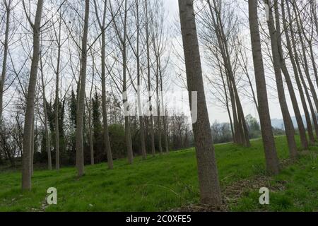 Pappeln in einer Wiese entlang des Tanaro, Alba - Piemont, Italien Stockfoto