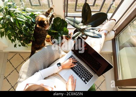 Frau sitzt auf dem Sessel und setzt die Füße auf die Fensterbank, arbeitet auf Laptop zu Hause während der Selbstisolation, Katze in der Nähe will Aufmerksamkeit und zu sein Stockfoto