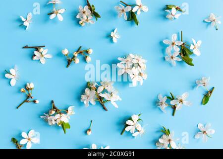 Flache Lage von wilden Kirschzweigen mit jungen grünen Blättern, Blütenstand mit Knospen und Blumen auf blauem Hintergrund. Frühling und Blüte. Stockfoto