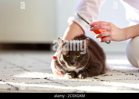 Frau Besitzer kämmen, kratzen ihre flauschige schwarze Katze, Nahaufnahme. Stockfoto