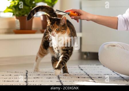 Frau Besitzerin kämmend, kratzend ihre Katze. Stockfoto