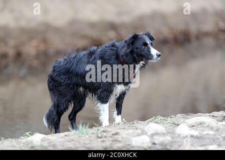Border Collie ist ein Arbeitshund Rasse in den schottischen Grenzen für Viehzucht entwickelt, 09-06-2020 Stockfoto