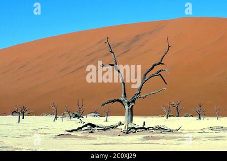 Erhaltene Camelthorn Bäume in den weißen Tonpfannen von Deadvlei, im Namib-Naukluft Nationalpark, Namibia. Stockfoto