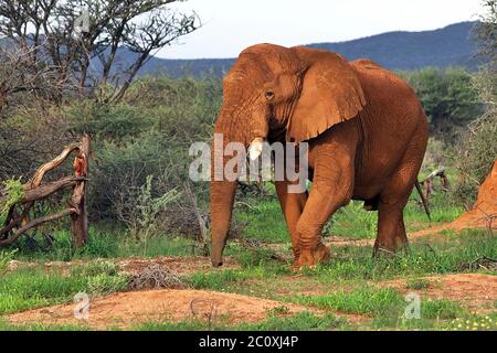 Ein afrikanischer Buschelefant (Loxodonta africanum) weidet abends während der Regenzeit im Erindi Reserve bei Omaruru, Namibia. Stockfoto