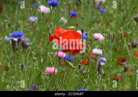 Mohnblume auf einem Feld Stockfoto