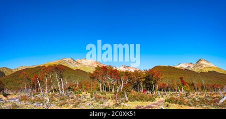 Schöne Landschaft von lenga Wald, in den Bergen des Tierra del Fuego National Park, Patagonien, Herbst Stockfoto