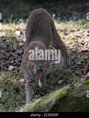 Bobcat close up Stretching seinen Körper mit seinen Augen geschlossen und die Zunge heraus und seinen Kopf, Ohren, Augen, Nase, Mund, Zunge, Schwanz, während e Stockfoto