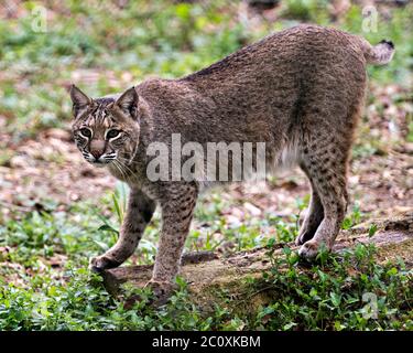 Bobcat bis zu Fuß, und wenn man die Kamera, während sein Körper, Kopf, Ohren, Augen, Nase, Mund Schwanz, und genießen ihre Umwelt und Surround Stockfoto