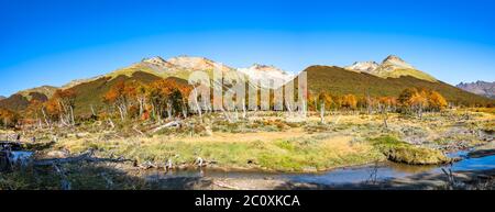 Schöne Landschaft von lenga Wald, in den Bergen des Tierra del Fuego National Park, Patagonien, Herbst Stockfoto