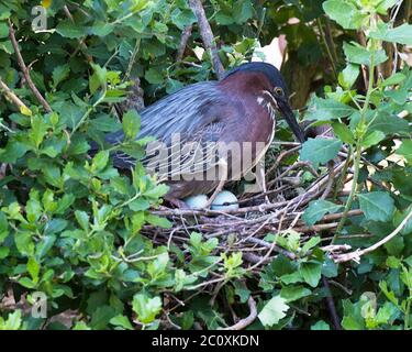 Grüner Reiher Vogel mit Eiern auf dem Nest mit Hintergrund und Vordergrundbelaub mit Eiern, grün blauen Federn Gefieder, Schnabel, in seiner Umgebung. Stockfoto