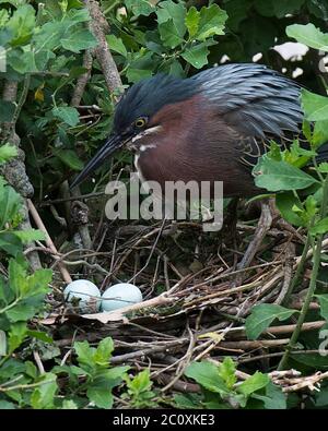 Grüner Reiher Vogel mit Eiern auf dem Nest mit Hintergrund und Vordergrund Laub mit Eiern, grün blauen Federn Gefieder, Schnabel, Auge. Stockfoto