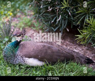 Peacock Vogel Nahaufnahme Profil Ansicht, Ruhe auf Gras mit einem Bokeh Hintergrund in seiner Umgebung und Umgebung, die schöne bunte Vogel. Stockfoto