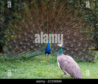 Pfauenvogel, der schöne bunte Vogel in der Balz mit einem weiblichen Pfau präsent. Pfau Vogel Anzeige Falte öffnen aufwendige Fächer mit Zug Shimm Stockfoto