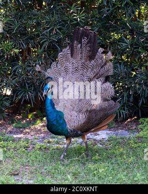 Pfau junger Vogel zeigt Fächerschwanz, die schöne bunte Vogel mit einem Laub Hintergrund und Boden in seiner Umgebung und Umgebung. Stockfoto