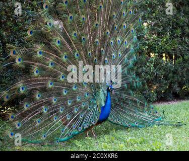 Pfau Vogel Nahaufnahme Profil, die schöne bunte Vogel. Pfauenvogel zeigt Falten aufwendiger Fächer mit Zug schimmernden Federn mit blau-g Stockfoto