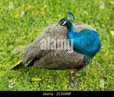 Pfauenvogel, der schöne bunte Vogel, der auf Gras in seiner Umgebung steht und die Umgebung mit schönen bunten Federn Gefieder zeigt. Stockfoto