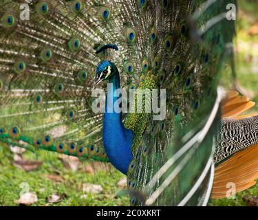 Pfauenvogel, der schöne bunte Vogel. Pfau Vogel Anzeige Falten aufwendiger Fächer mit Zug schimmernden Federn mit blau-grünen Gefieder mit Stockfoto