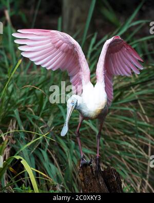 Rosalöffler Vogel mit ausgebreiteten Flügeln seine Umwelt und Umgebung. Stockfoto